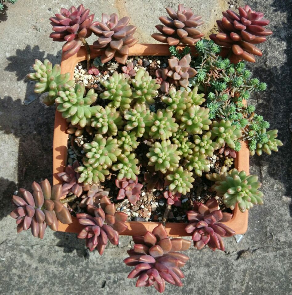 多肉植物共和微信号